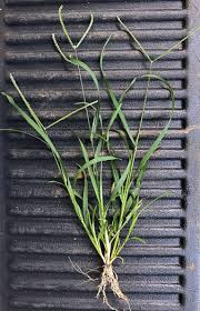 Image result for Eleusine