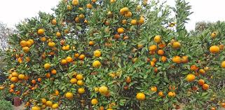 Maybe you would like to learn more about one of these? Gardenarium Fruit Trees Evergreen