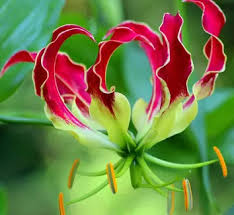 Image result for Littonia modesta