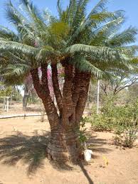 Image result for Cycas