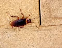Welche kleinen käfer sind das? Kleine Kafer Im Bad So Werden Sie Die Insekten Los