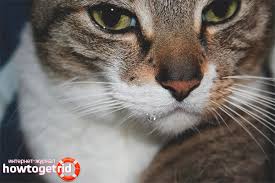 Air liur mengandung enzim yang membantu tubuh dalam mencerna makanan. Mengeringkan Kucing Mengapa Dan Apa Yang Perlu Dilakukan