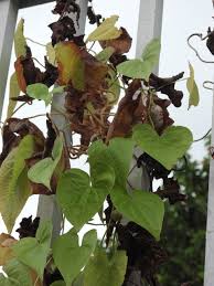 Image result for Dioscorea cochleari-apiculata