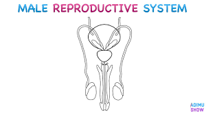 Posted in anatomy | tagged male, male anatomy, male anatomy diagram, male chart male anatomy chart. How To Draw Male Reproductive System Step By Step For Beginners Youtube