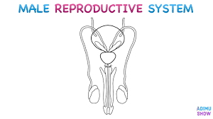 Drawing anime people can be difficult but once you get the hang of it, it can actually be quite fun. How To Draw Male Reproductive System Step By Step For Beginners Youtube