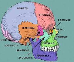 They don't move and united into a single unit. Skull Scalp And Superficial Face Anatomy And Physiology Medical School Studying Medical Knowledge