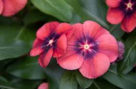 A favorite choice for southern gardens, annual vinca flowers are sun loving and heat tolerant. Tips For Growing Vinca Vinca Annual Flower Garden Blooming Secrets
