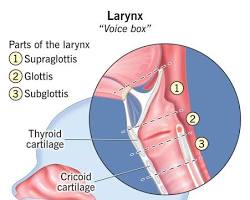 Image of Larynx anatomy diagram
