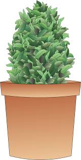 Bunny cacti grow natively in northern mexico and many deserts in the southwestern united states. Shrub Plant Tree Free Image On Pixabay