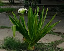 Image result for Crinum asiaticum
