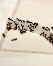 Ant colonies can spread rapidly so it is important to do what you can to keep them out of your home. 5 Tips And Tricks To Keep Ants Out Of Your House Batzner Pest Control