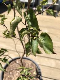 At this stage, the tree will still be in a growth phase and will be able to heal more quickly. Young Apricot Tree Leaves Curling And Dropping General Fruit Growing Growing Fruit