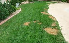 7 signs your tree is dying—and how to save it. How Do I Fix Dog Spots On My Grass Eco Green