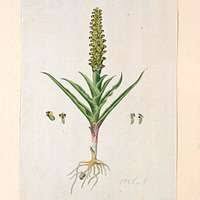 Image result for Corycium