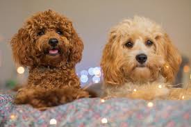Piccolo Our Red Poodle And Manuka Our Golden Cavoodle Are The Original Raggy Dogs They Are So Easy To Train An Wild Animals Photography Red Poodles Poodle Mix