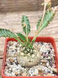 Image result for Dorstenia