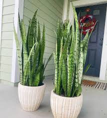 Image result for Sansevieria