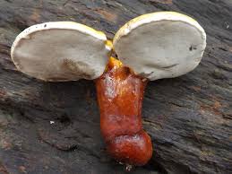 Image result for Ganoderma curtisii