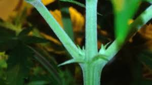 These sacs mature and spread pollen. How You Can Tell If Your Cannabis Plant Is Male Or Female Early Signs Of Sexing Update Youtube