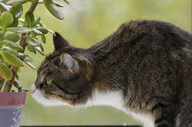 Come allontanare i piccioni dal tetto. Come Allontanare I Gatti Dalle Piante Donne Magazine
