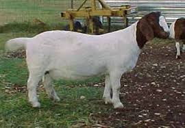 Why is it a horror story to give up one's seat to a woman who is just fat? Live Stock Goat Reproduction