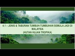 Taburannya di seluruh kawasan tropika, dari utara amerika selatan ke afrika , seychelles ,india,indochina dan malaysia, dengan kepelbagaian dan jumlah yang terbesar di malaysia. Geo On The Go Geo T3 Bab 4 4 1 Hutan Hujan Tropika No Voice Over Youtube