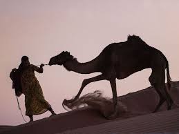How do i say, that will be five dollars in spanish? Dubai Camel Trekkers From 7 Countries To Arrive In Global Village News Photos Gulf News