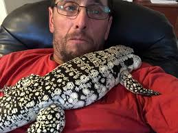 Please help me figure this out! Every morning I wake up to him like this.  Not in either of his hides but he pushes his cooler side hide out of the way