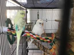 Cashback earned may vary for select items and exclusions apply, including gift cards. Fancy Parakeet For Sale Live Pet Birds Petsmart