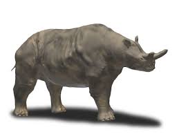 Maybe you would like to learn more about one of these? Megafauna Brontotherium D20pfsrd