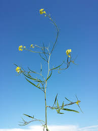 Image result for Sisymbrium orientale