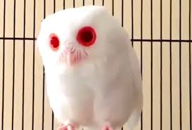 Maybe you would like to learn more about one of these? Burung Hantu Putih Steemit