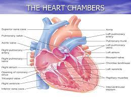 Chapter 12 Cardiovascular System Ppt Video Online Download