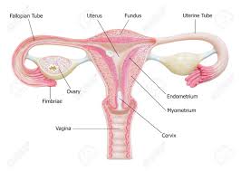 female reproductive system with image diagram