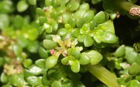 Image result for Pilea microphylla