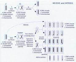 Chromosome Abnormalities