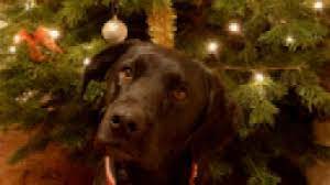 What To Do If Your Dog Eats Pine Needles Dogwalls