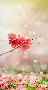 Dominios Y Reinos De La Naturaleza Beautiful Flowers Wallpapers Flower Wallpaper Cherry Blossom Wallpaper