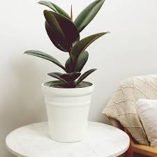 Image result for F kus Ficus
