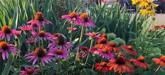 Perennial flowers are plants that grow and bloom in the spring and summer then die back in the fall and winter. 12 Full Sun Perennials That Bloom All Summer Breck S