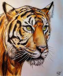 Drawing with a colored pencil will allow you to blend the lines into the rest of the colors. Color Pencil Drawing Of A Tiger Color Pencil Drawing Ideas