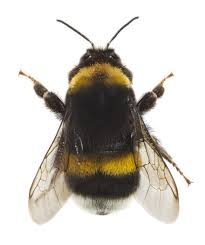Bumble bees are less aggressive, but their stings can be more painful. Dumbfounding Facts About Bumblebees Animal Sake