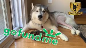 Fundraiser by Ryan Fitch : 2 TPLO Knee Surgeries for Ghost the Siberian  Husky