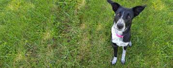Maybe you would like to learn more about one of these? Border Heeler Dog Breed Facts And Information Wag Dog Walking