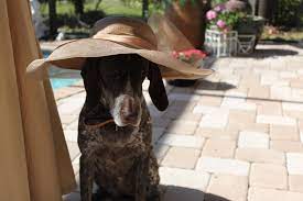 Derby Hats For Dogs Kentucky Derby Fashion Derby Hats Cowboy Hats