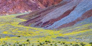 This season, total rainfall as recorded at furnace creek from. Pin By Janice Mckee On Flora And Fauna Yellow Art Nature Art Nature Photography