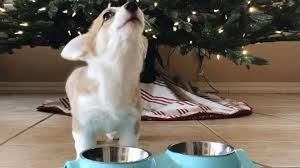 Senior, neutered, and sprayed dogs might need less intake of calories. Corgi Puppy Sings To Her Food Because She Just Loves It That Much Video The Dog People By Rover Com