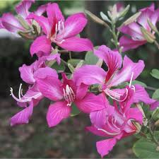 Image result for Bauhinia macrantha