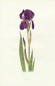 Dykes Iris Genus 1913 Flower Illustration Botanical Illustration Antique Botanical Print