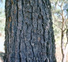 Image result for Eucalyptus cloeziana